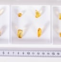 12 large pieces of polished inclusion amber from House of Amber (12)