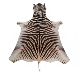 Zebraskind (Equus), oprindelse Afrika (265 x 178 cm.)