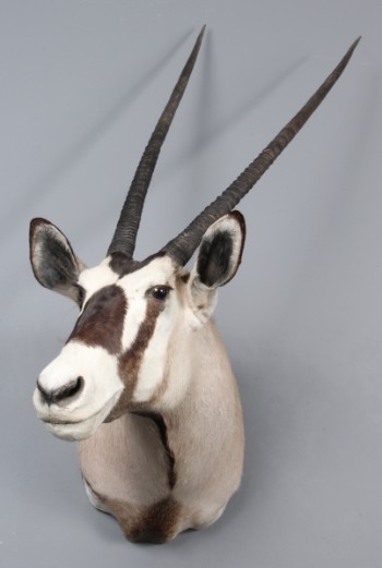 Jagttrofæ. Skuldermonteret Oryx (Oryx gazelle), H. 135 cm