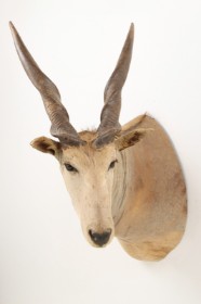 Jagttrofæ. Stor skuldermonteret Eland / Elsdyrantilope (Taurotragus derbianus)