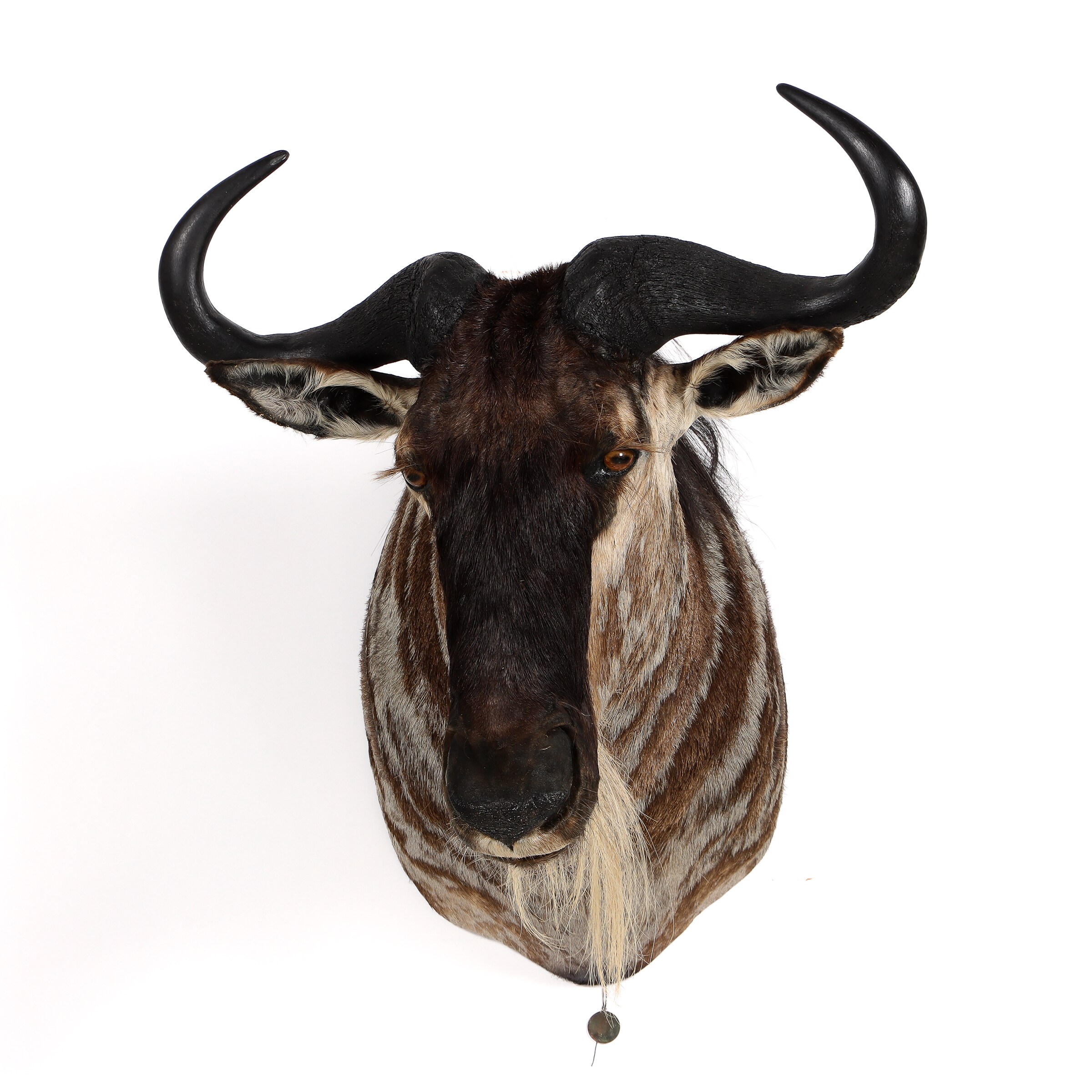 Hunting trophy. Head mounted wildebeest | Lauritz.com
