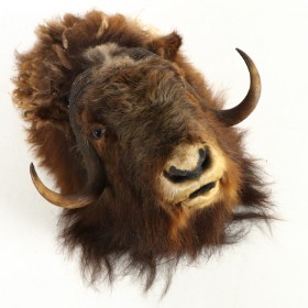 Head Mounted Musk Ox, Hunting Trophy.