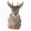 Two Antelope - Head-mounted Rockhopper (Oreotragus oreotragus) (2)