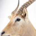Hunting trophy. Shoulder Mounted Red Lechwe (Kobus leche)