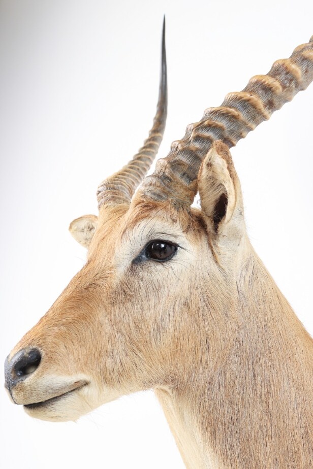 Hunting trophy. Shoulder Mounted Red Lechwe (Kobus leche)