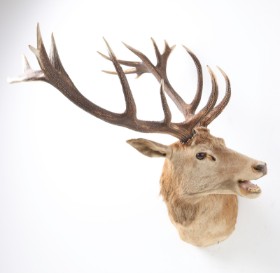 Jagttrofæ. Skuldermonteret Kronhjort (Cervus elaphus)