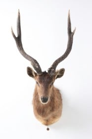 Jagttrofæ. Skuldermonteret Maralhjort (Cervus elaphus maral)