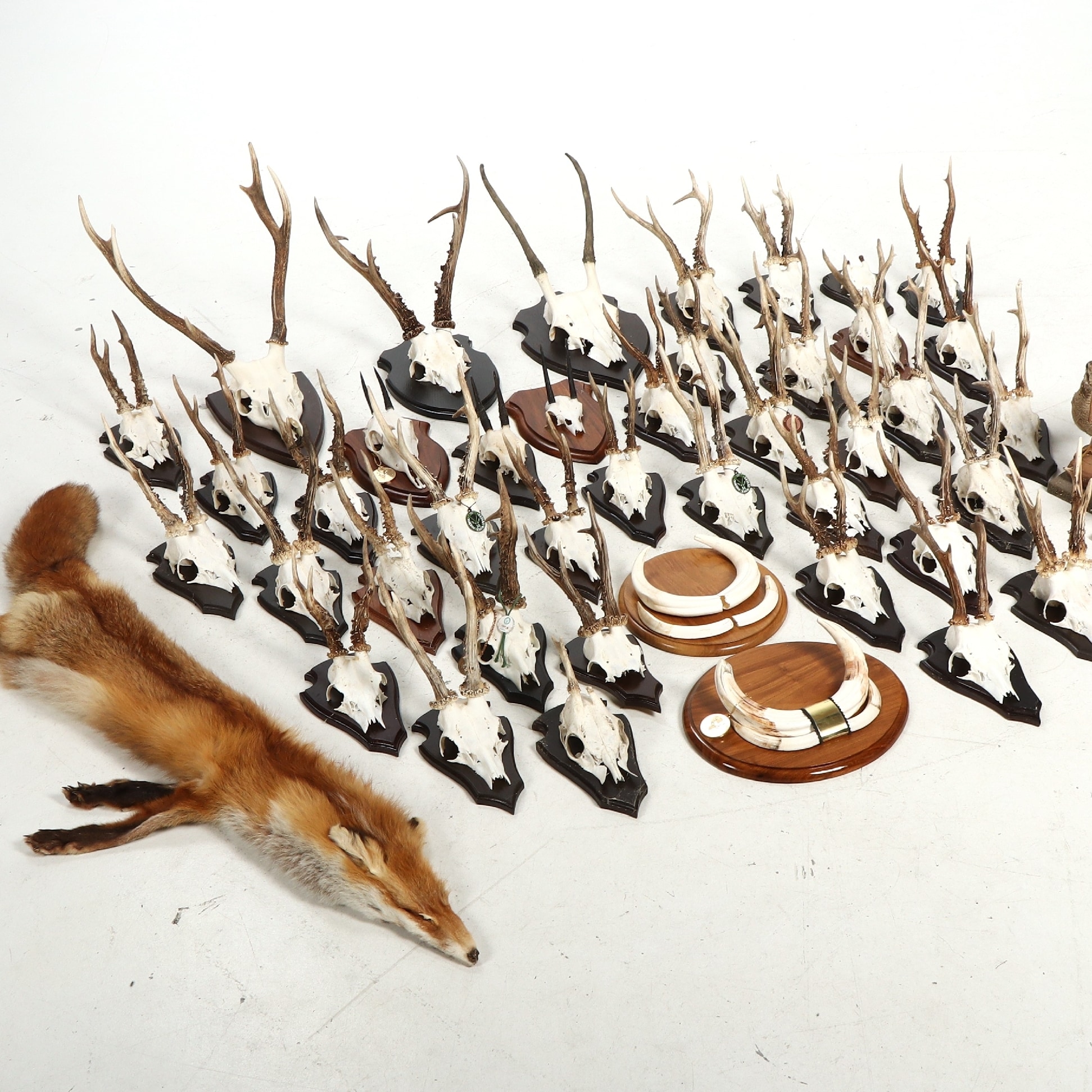 A collection of various shell-mounted trophies, stuffed birds, etc. (45 ...