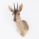 Hunting trophy. Shoulder mounted, Reedbuck (genus Redunca)