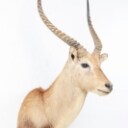 Hunting trophy. Shoulder Mounted Red Lechwe (Kobus leche)