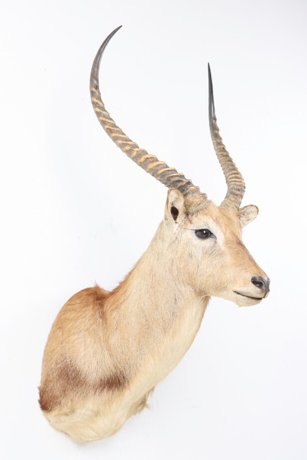 Hunting trophy. Shoulder Mounted Red Lechwe (Kobus leche)