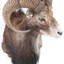 Jagttrofæ. Hovedmonteret muflon (Ovis musimon)