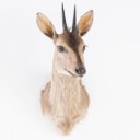 Hunting trophy. Shoulder mounted, Reedbuck (genus Redunca)