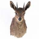Two Antelope - Head-mounted Rockhopper (Oreotragus oreotragus) (2)