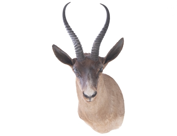 Hunting trophy. Shoulder-mounted black springbok (Antidorcas marsupialis)