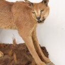 Hunting trophy. Fully assembled Caracal / 'Desert los (Caracal caracal)