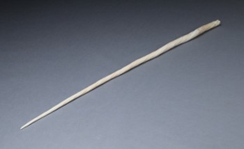 Grønlandica. Narhvalstand (Monodon monoceros), L. 213 cm