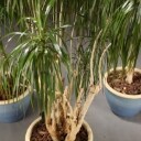 Stueplanter med krukker (3)