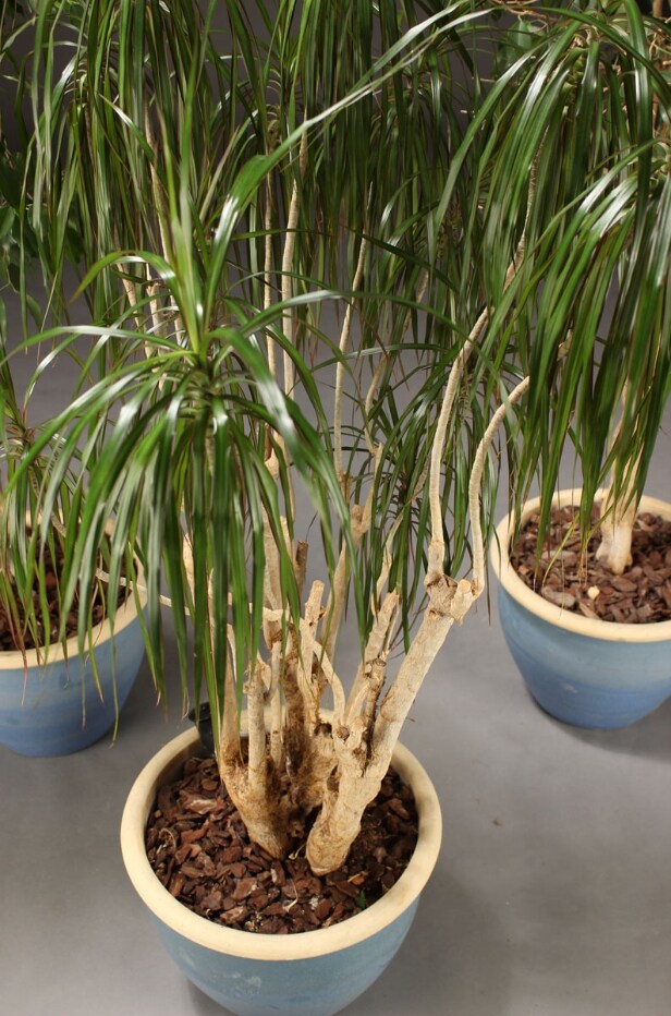 Stueplanter med krukker (3)