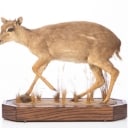 Jagttrofæ. Fuldmonteret Dykkerantilope / Grey Duiker (Sylvicapra grimmia)