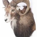 Jagttrofæ. Hovedmonteret muflon (Ovis musimon)