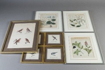 Samling ældre indrammede tryk med fugle og blomster 1800 tallet (7)