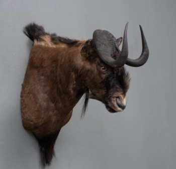 Jagttrofæ skuldermonteret black wildebeest (Connochaetes gnou) (2)