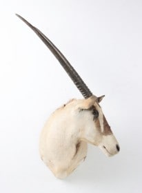 Jagttrofæ. Skuldermonteret Oryx (Oryx gazelle)