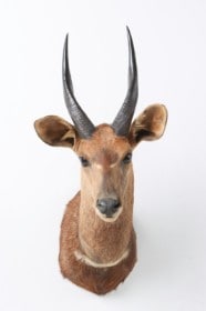 Jagttrofæ. Skuldermonteret Bushbuck (Tragelaphus scriptus)