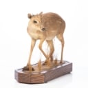 Jagttrofæ. Fuldmonteret Dykkerantilope / Grey Duiker (Sylvicapra grimmia)