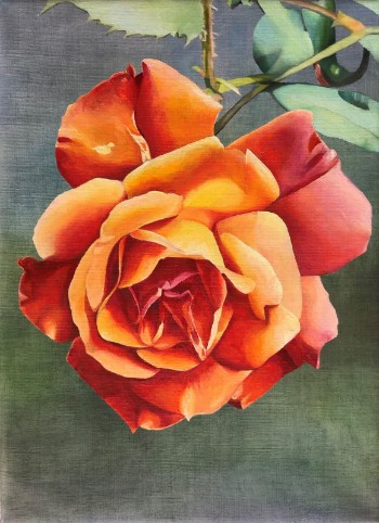 Leila Holberg. Rose VII, 52 x 38 cm