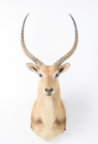 Jagttrofæ. Skuldermonteret Red Lechwe (Kobus leche)