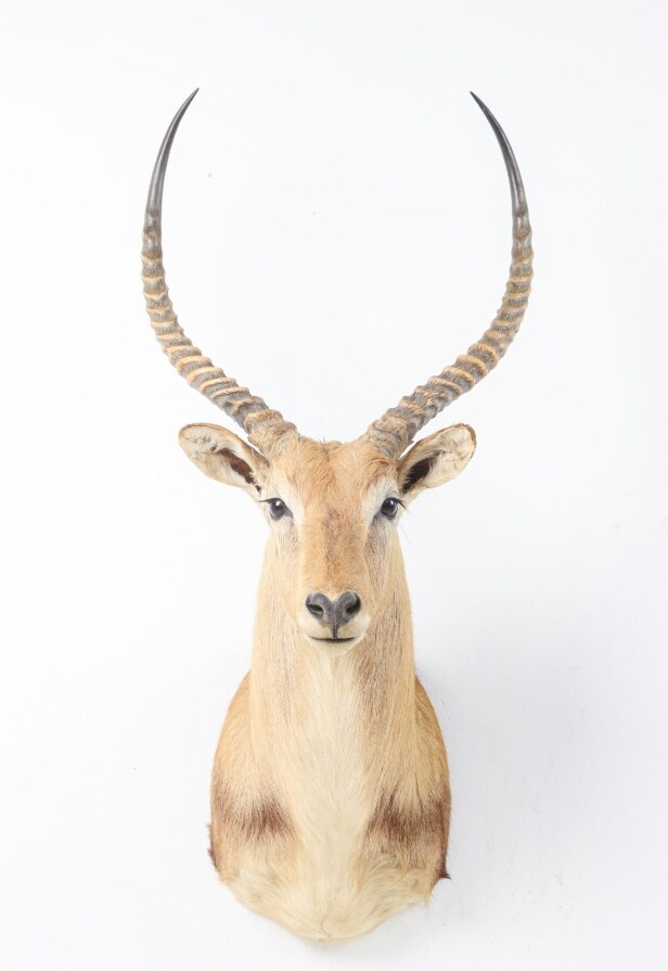 Hunting trophy. Shoulder Mounted Red Lechwe (Kobus leche)