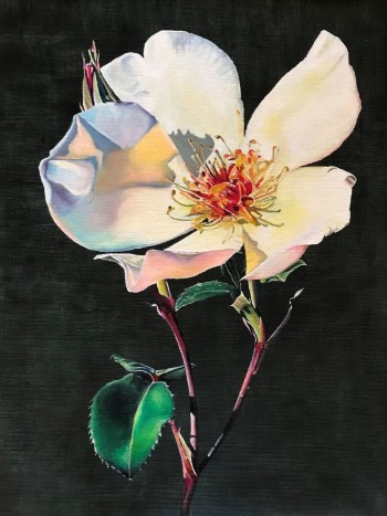 Leila Holberg. Rose IX, 51 x 38 cm