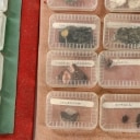 Samling fossiler & geologisk stensamling. (ca. 248)