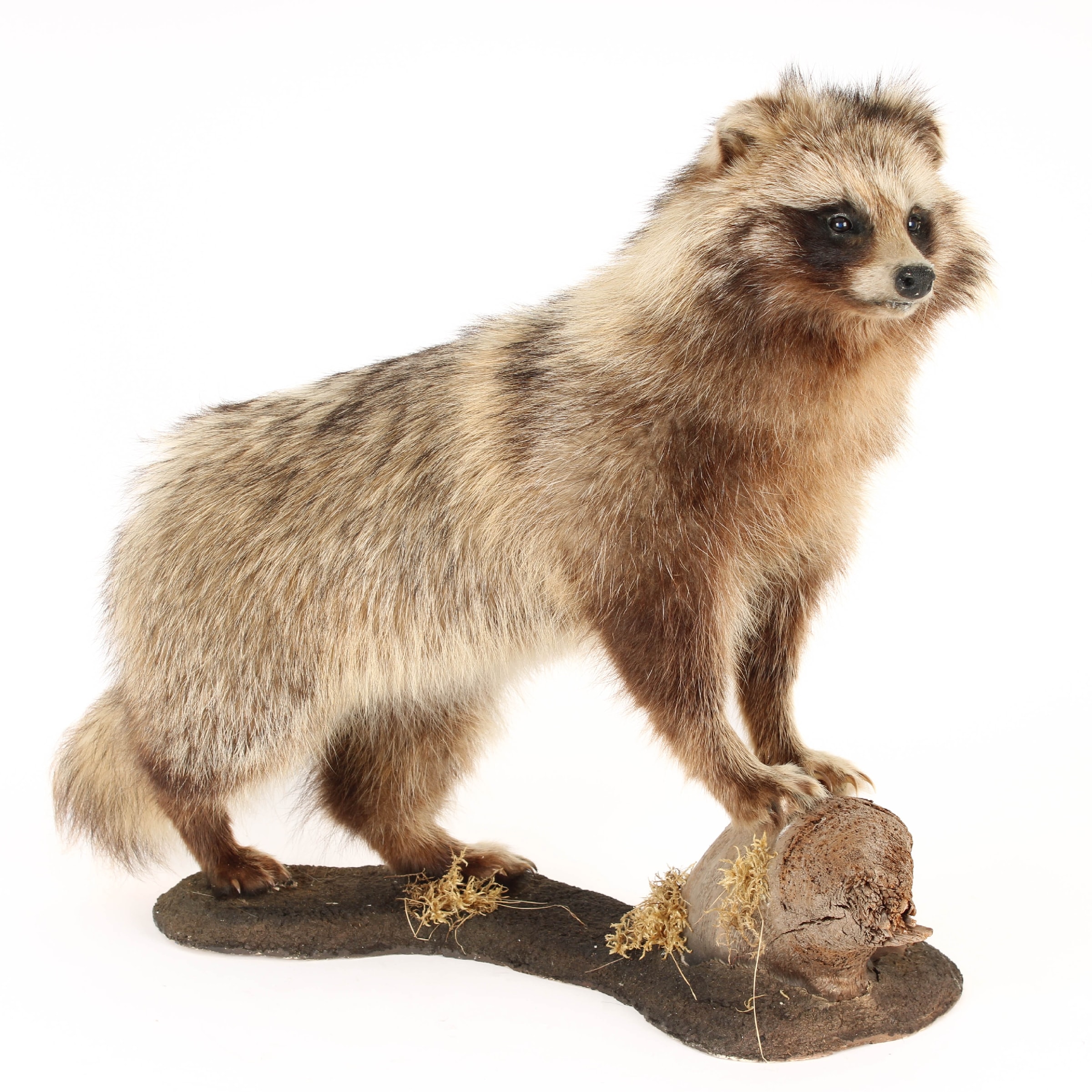 Hunting trophy. Raccoon dog | Lauritz.com
