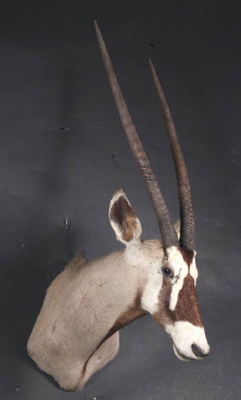 Afrikansk jagttrofæ. Skuldermonteret oryx