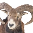 Hunting trophy. Mouflon (Ovis gmelinii)