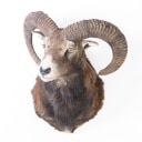 Hunting trophy. Mouflon (Ovis gmelinii)
