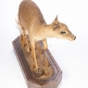 Jagttrofæ. Fuldmonteret Dykkerantilope / Grey Duiker (Sylvicapra grimmia)