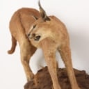 Hunting trophy. Fully assembled Caracal / 'Desert los (Caracal caracal)
