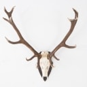 Hunting trophy. Shell-mounted red deer