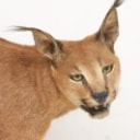 Hunting trophy. Fully assembled Caracal / 'Desert los (Caracal caracal)