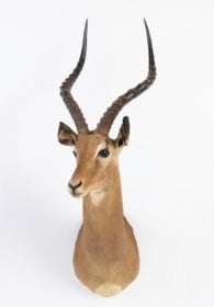 Jagttrofæ. Skuldermonteret Impala (Aepyceros melampus)