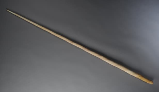 Narhvalstand, L. ca. 245 cm.