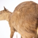 Jagttrofæ. Fuldmonteret Dykkerantilope / Grey Duiker (Sylvicapra grimmia)