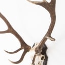 Hunting trophy. Shell-mounted red deer