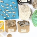 Samling fossiler & geologisk stensamling. (ca. 248)