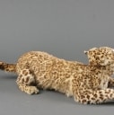 Leopard unge