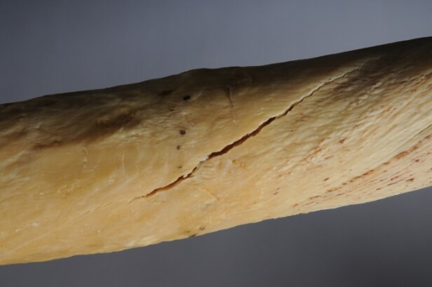 Narhvalstand, L. ca. 245 cm.